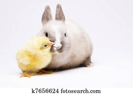 Easter bunny on white background Easter bunny on white background
