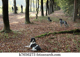 hunting dogs paying attention during training