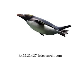 Macaroni penguin, Eudyptes chrysolophus