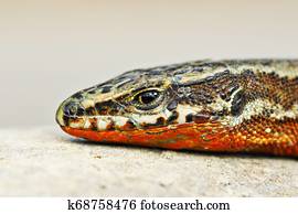 macro portrait of male wall lizard