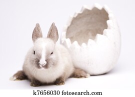 Rabbit on white Rabbit on white