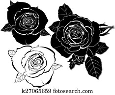 roses roses