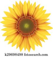 Sunflower Sunflower
