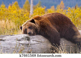 Alaska Brown Bear 1 Alaska Brown Bear 1
