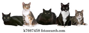 Group of cats Group of cats