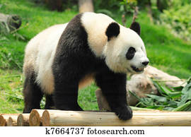 panda panda