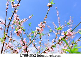peach blossom peach blossom