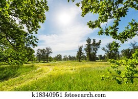 Summer grassland Summer grassland