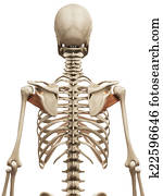 the subscapularis the subscapularis
