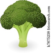 Broccoli illustration Broccoli illustration