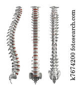 Detailed spine with Intervertebral discs - clipping path Detailed spine with Intervertebral discs - clipping path
