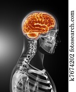 Human Brain Medical Scan