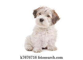 mix Maltese Puppy dog mix Maltese Puppy dog