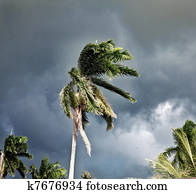 Palm Palm