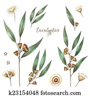 וואטארכולור, אקליפטוס, עוזב