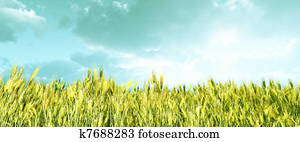 campo de trigo, en, el, ocaso