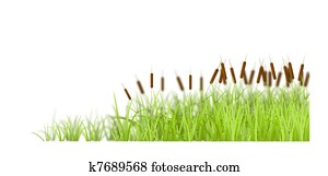 Cane on white background. Cane on white background.