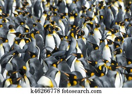 King penguins colony at South Georgia