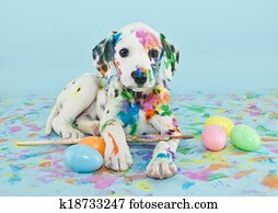 páscoa, Dalmatain, filhote cachorro