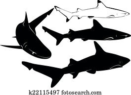 shark shark