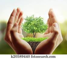  tree, plant in the hand 