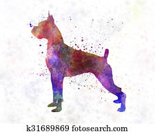 Boxer in watercolor Boxer in watercolor