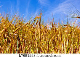 dourado, cornfield, com, céu azul