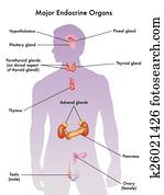 endocrine, sistema
