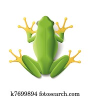 Green frog Green frog