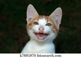 Smiling cat Smiling cat