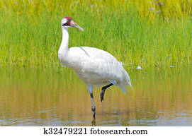 Whooping Crane Wading in Marsh Whooping Crane Wading in Marsh