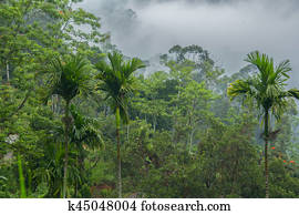 tropical rainforest tropical rainforest