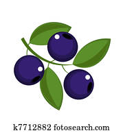 Blueberry Blueberry
