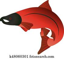 Coho Salmon Color Illustration Coho Salmon Color Illustration