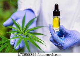 doctor hand holding bottle of Cannabis oil against Marijuana plant, CBD oil pipette. Cannabis recipe for personal use, legal light drugs prescribe. doctor hand holding bottle of Cannabis oil against Marijuana plant, CBD oil pipette. Cannabis recipe for personal use, legal light drugs prescribe.