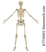 esqueleto humano, anatomia, vista dianteira