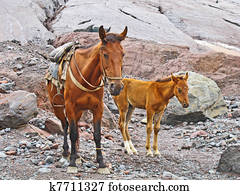 horses for transportation goods in the mount Kasbek area,, the holy mountain in the Caucasus