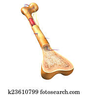 בנה, של, עצם