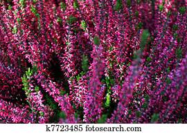 ヒース 花 ストックイメージ K Fotosearch