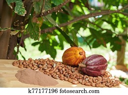 Different types of cacao Different types of cacao