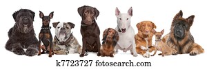 Group of Dogs Group of Dogs