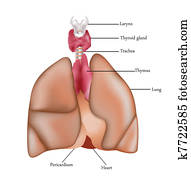 Lungs Lungs