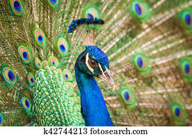 peacock peacock
