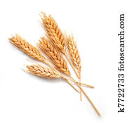 Wheat ears isolated Wheat ears isolated