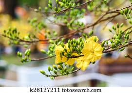 Flower Flower