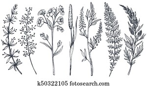 Hand drawn wildflowers and herbs vector set Hand drawn wildflowers and herbs vector set