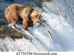 Large Alaska brown bear waiting for salmon Large Alaska brown bear waiting for salmon