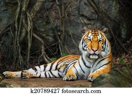 Tiger Tiger