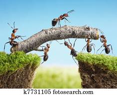 התחבר, של, נמלים, לבנות, bridge,, שיתוף פעולה