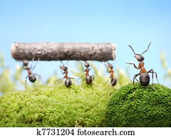 ניהול, של, נמלים, teamwotk